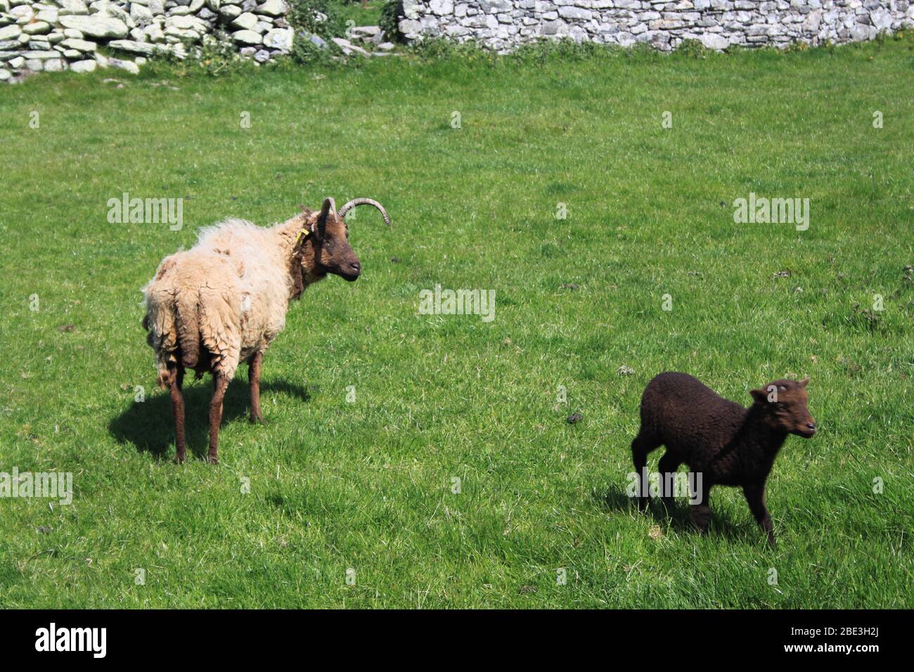 Loaghtan pecora e agnello - Isola di Man Foto Stock