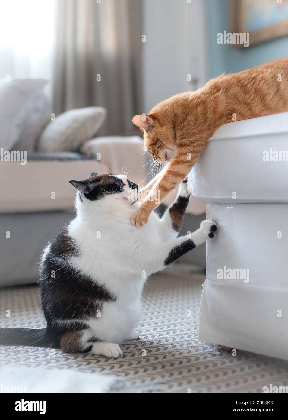 Foto verticale. Gatto bianco e nero graffia il divano con le unghie, mentre un gatto tabby che giace sul divano lo dà fastidio Foto Stock
