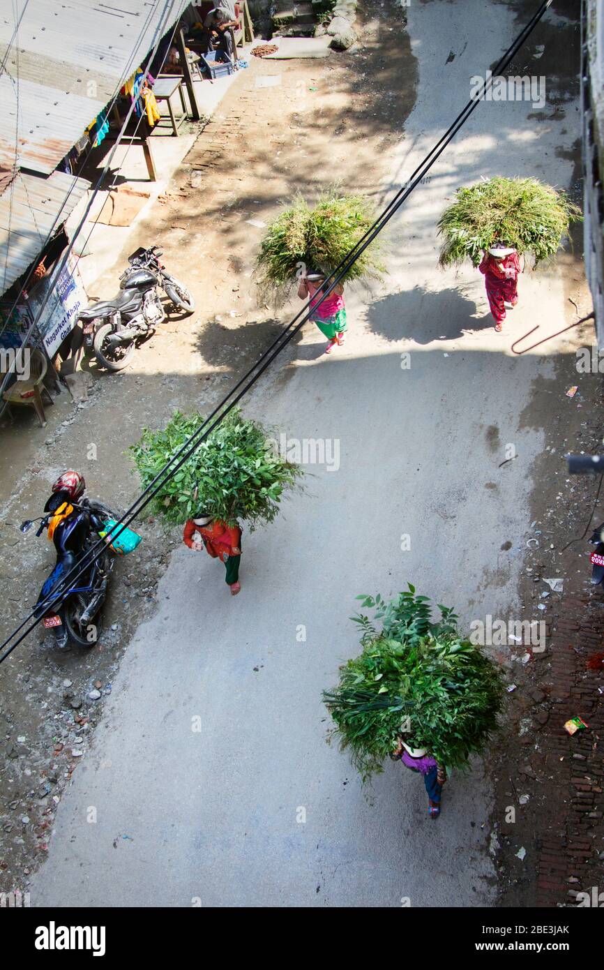Nepal, Kathmandu Valley, Village, Nagarkot, Donna, Carry, Street, camminare, lavoro, foglie, persone Foto Stock