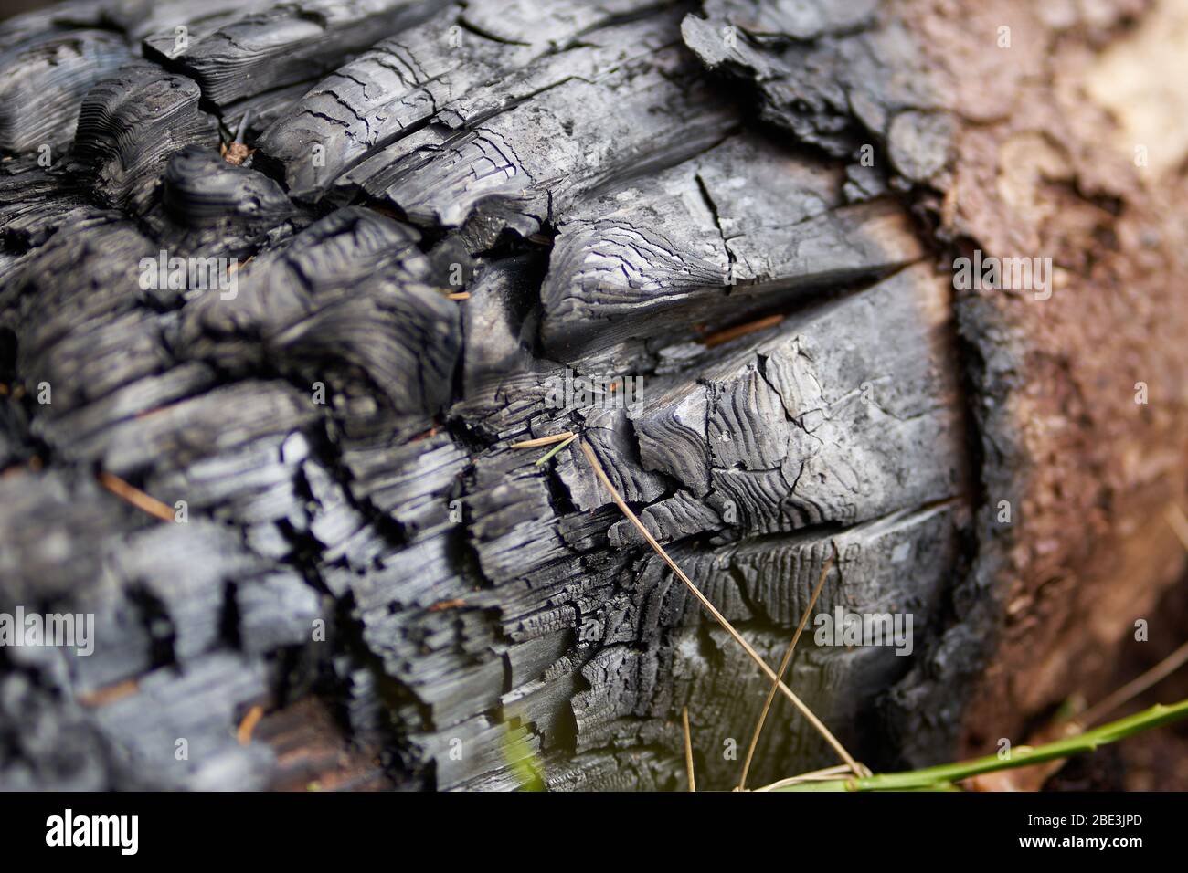 Legno charred nella foresta Foto Stock