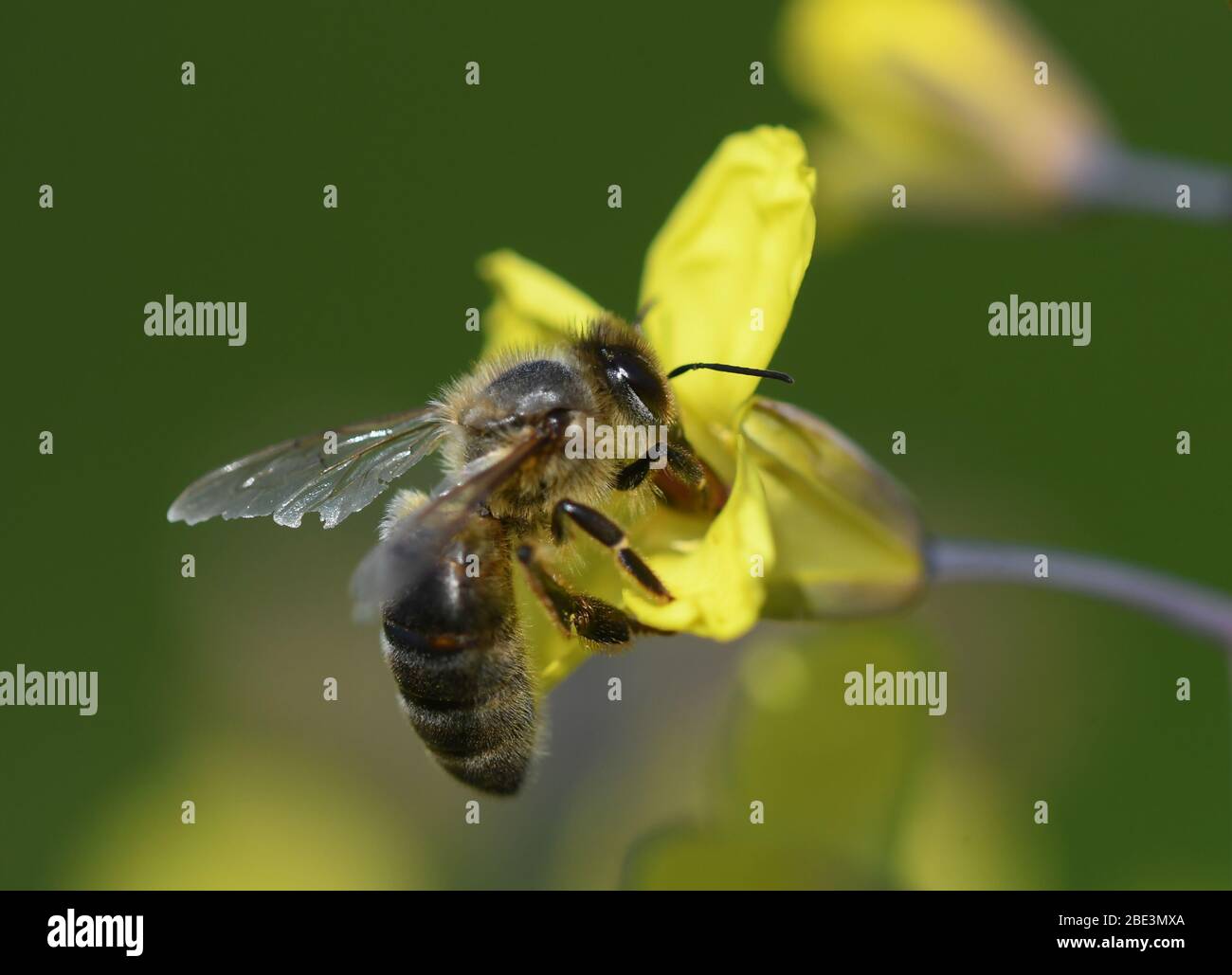 Miele ape che alimenta su fiori di cavolo giallo Foto Stock