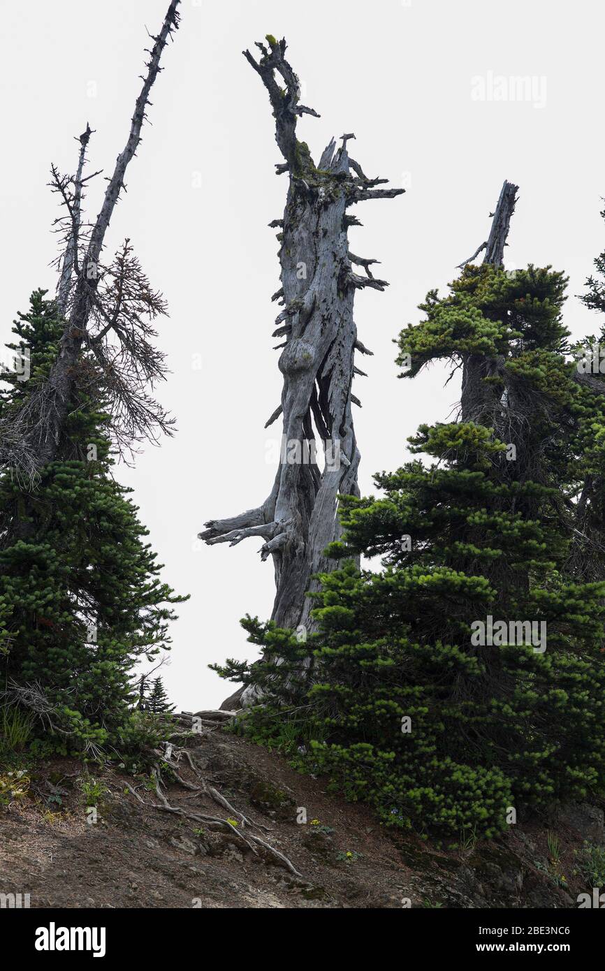 Tronco di albero morto accanto a un sentiero escursionistico su Hurricane Ridge Foto Stock