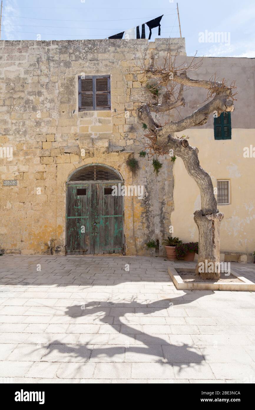 Vecchio albero che gettano un'ombra nella Città silenziosa di Mdina, Malta Foto Stock