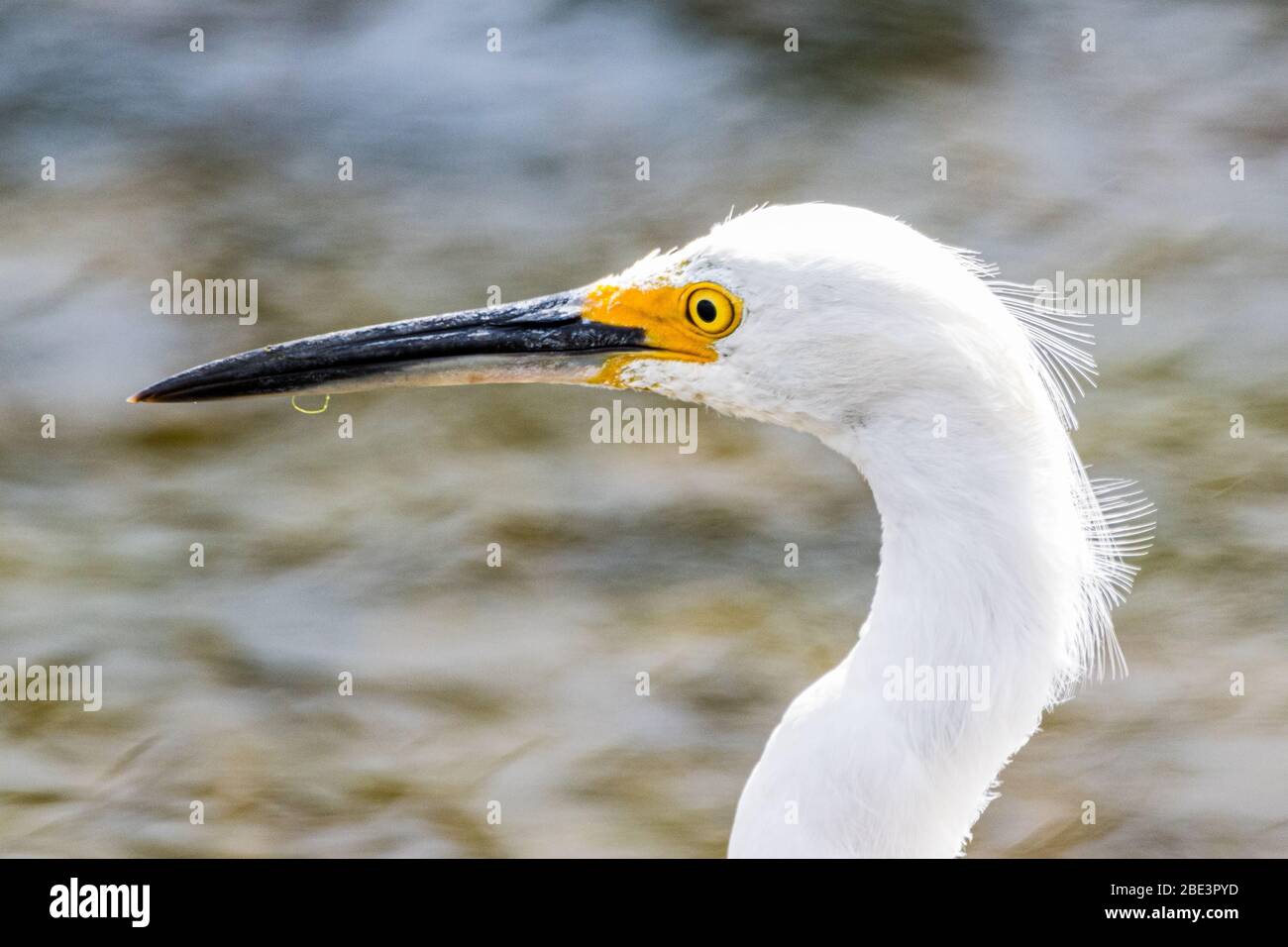 Un piccolo Egret (garzetta di Egretta) al rifugio della natura selvaggia nazionale della Merced in California Foto Stock