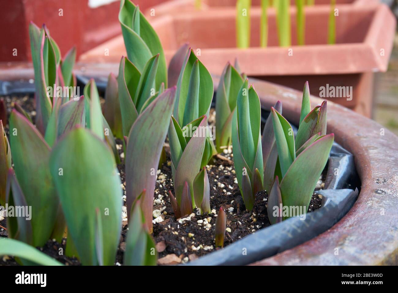 Tulipani germogliati in piantatrice. Foto Stock