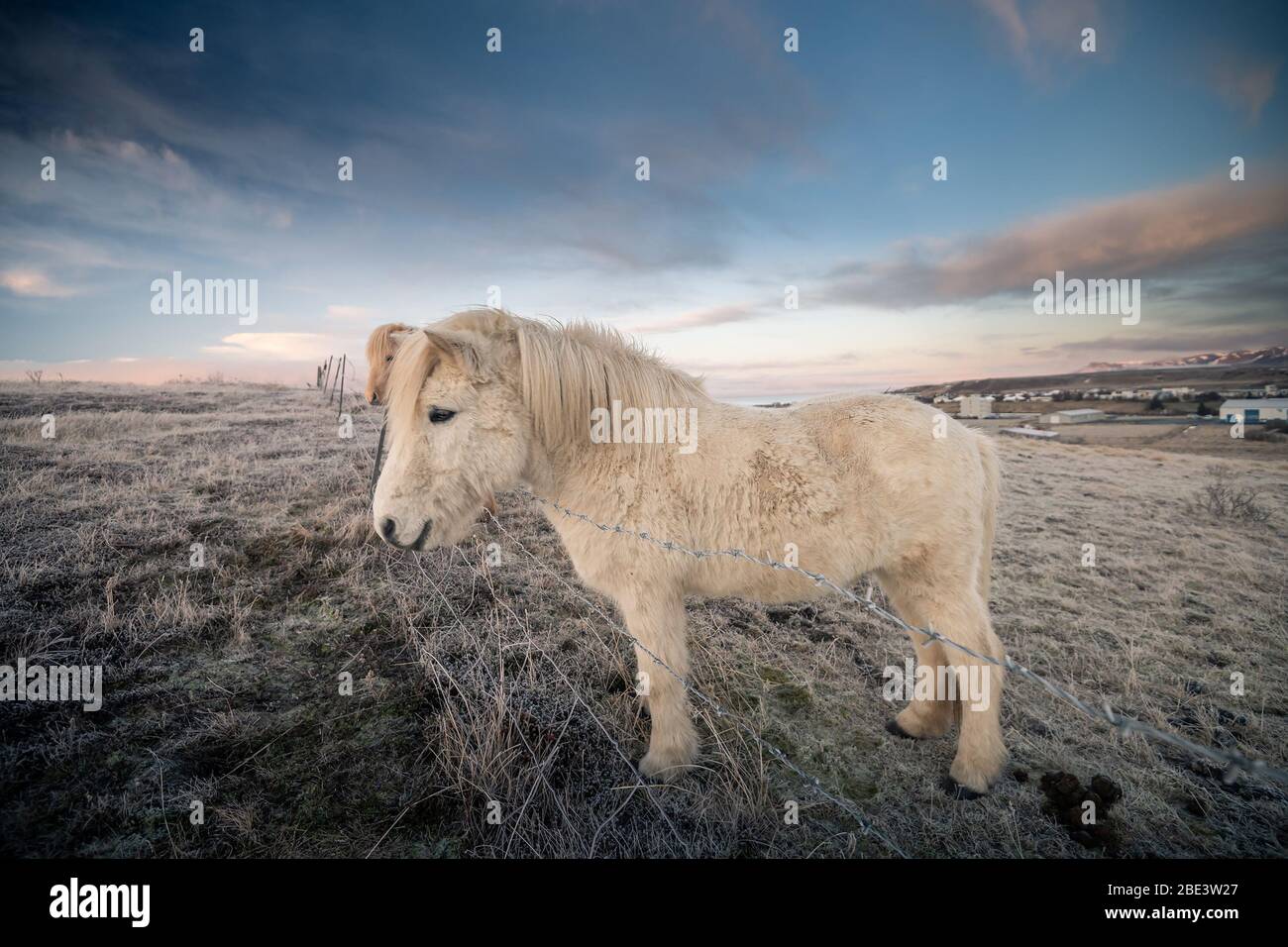 Cavalli islandesi e bellissimo paesaggio Foto Stock