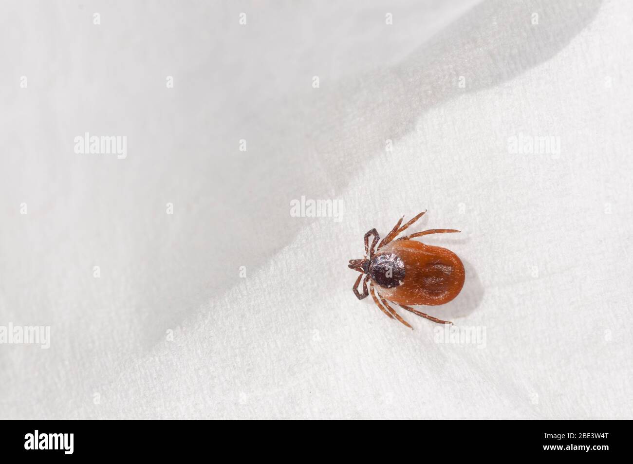 Francia, Loiret (45), zecca femmina (Ixodes ricinus), specie diffusa in Francia, vettore di trasmissione della malattia di Lyme borreliosis Foto Stock