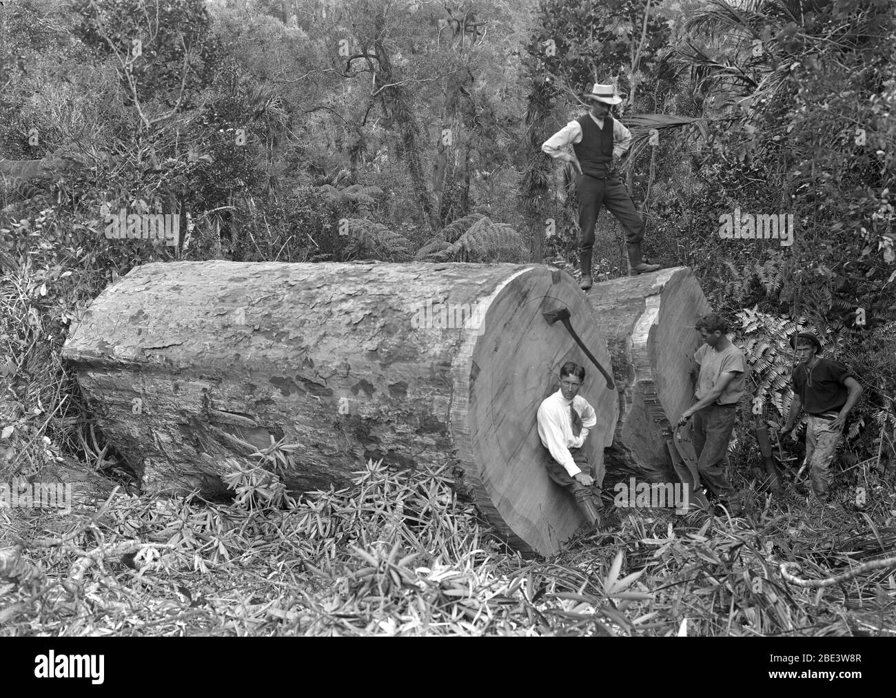 Gli uomini esaminano un albero caduto di kauri in uno stand di cespuglio nativo vicino a Piha nell'Isola del Nord della Nuova Zelanda, circa 1915, dal fotografo Albert Percy Godber Foto Stock