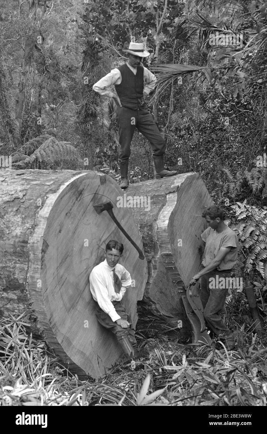Gli uomini esaminano un albero caduto di kauri in uno stand di cespuglio nativo vicino a Piha nell'Isola del Nord della Nuova Zelanda, circa 1915, dal fotografo Albert Percy Godber Foto Stock