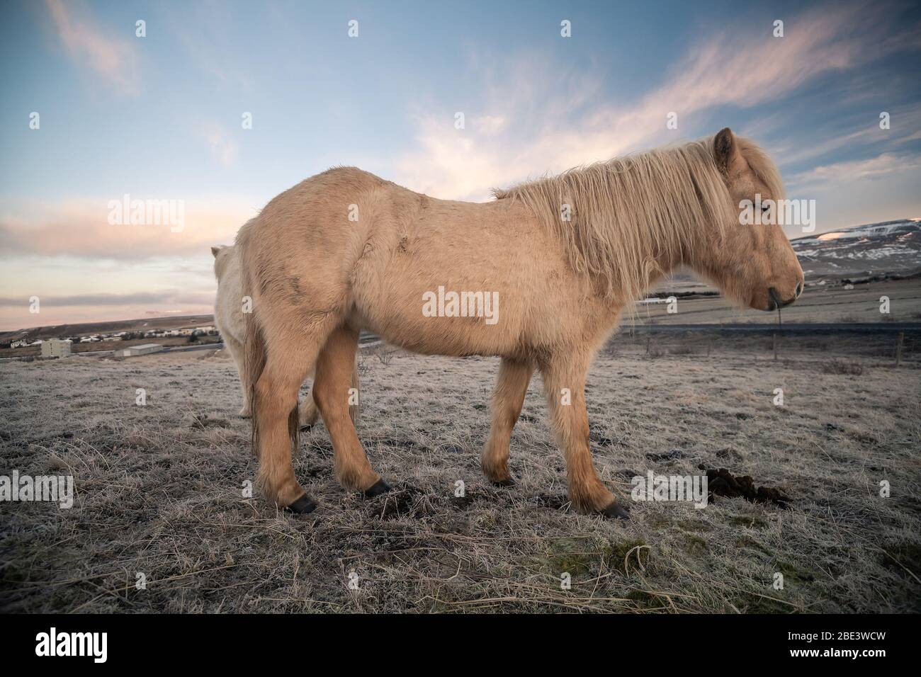 Cavalli islandesi e bellissimo paesaggio Foto Stock