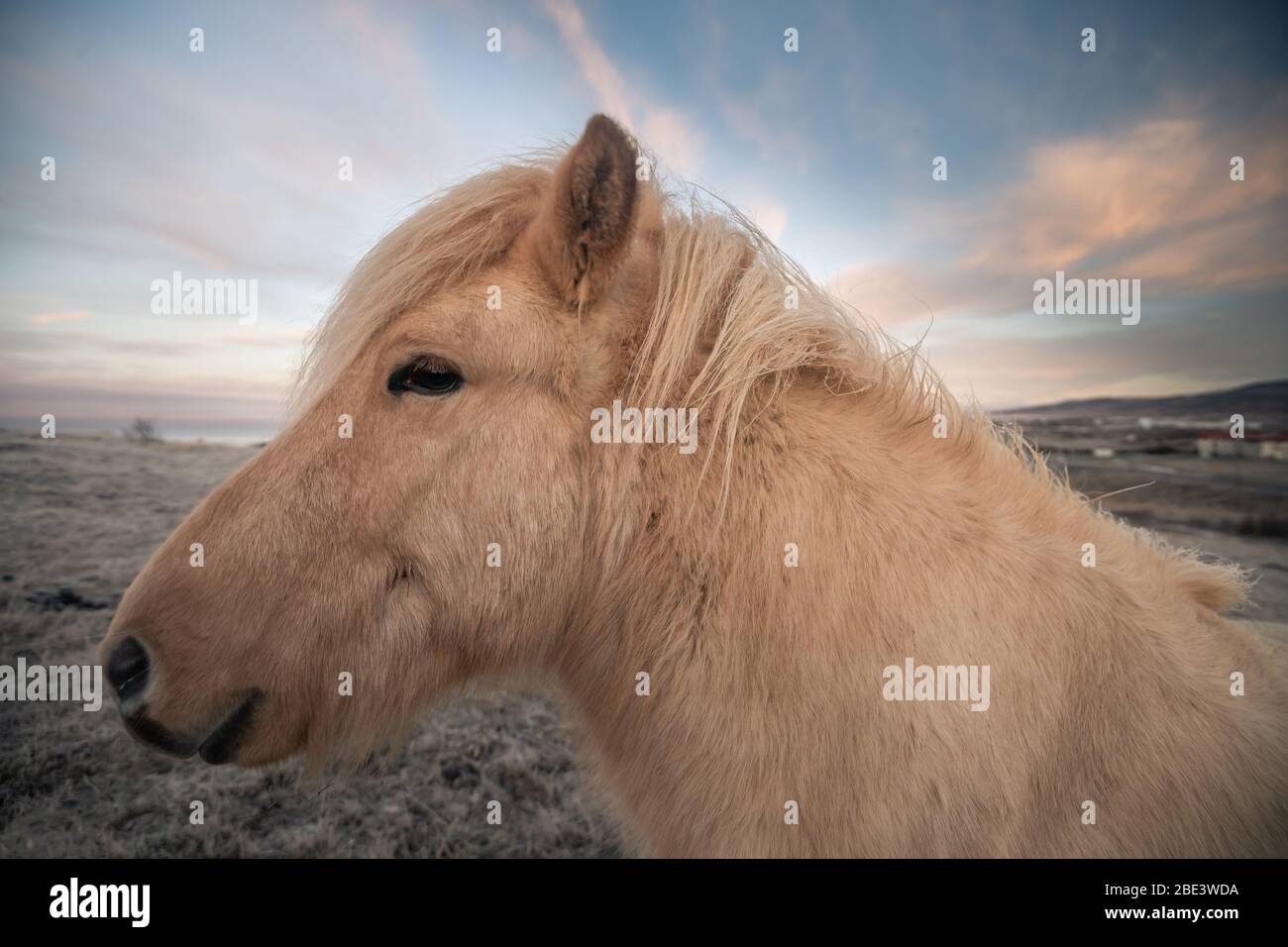Cavalli islandesi e bellissimo paesaggio Foto Stock