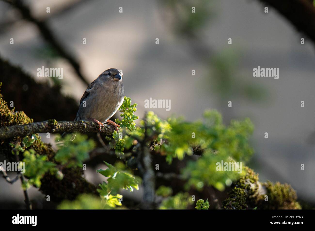 Casa passera (Passer domesticus) su un acero di montpellier (Acer monspessulanum), Frastanz, Vorarlberg, Austria Foto Stock