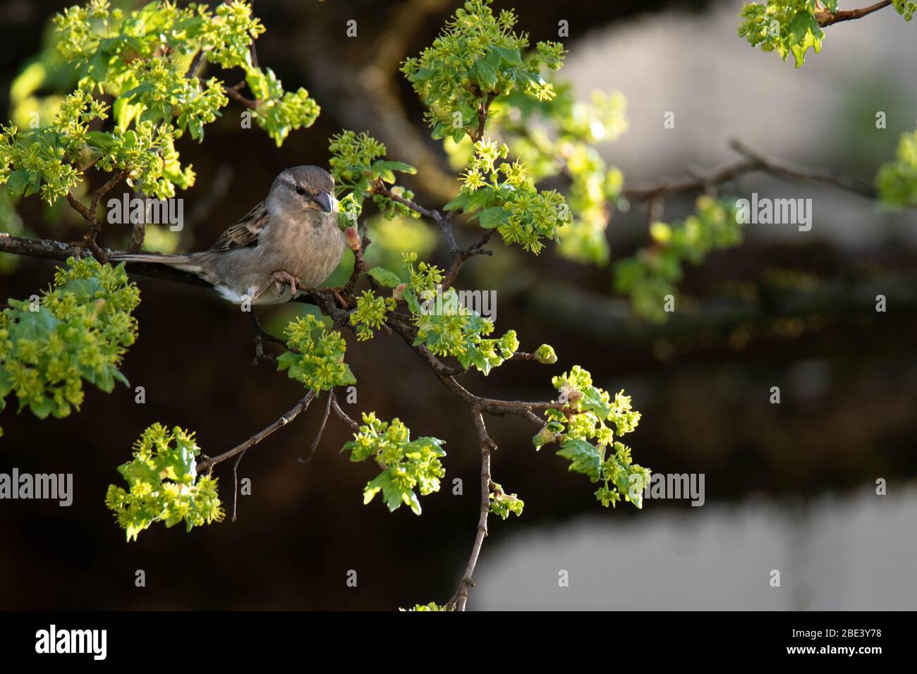 Casa passera (Passer domesticus) su un acero di montpellier (Acer monspessulanum), Frastanz, Vorarlberg, Austria Foto Stock