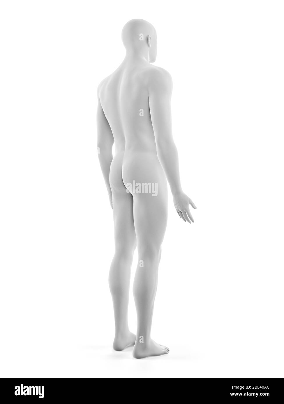 Corpo maschio, illustrazione. Foto Stock