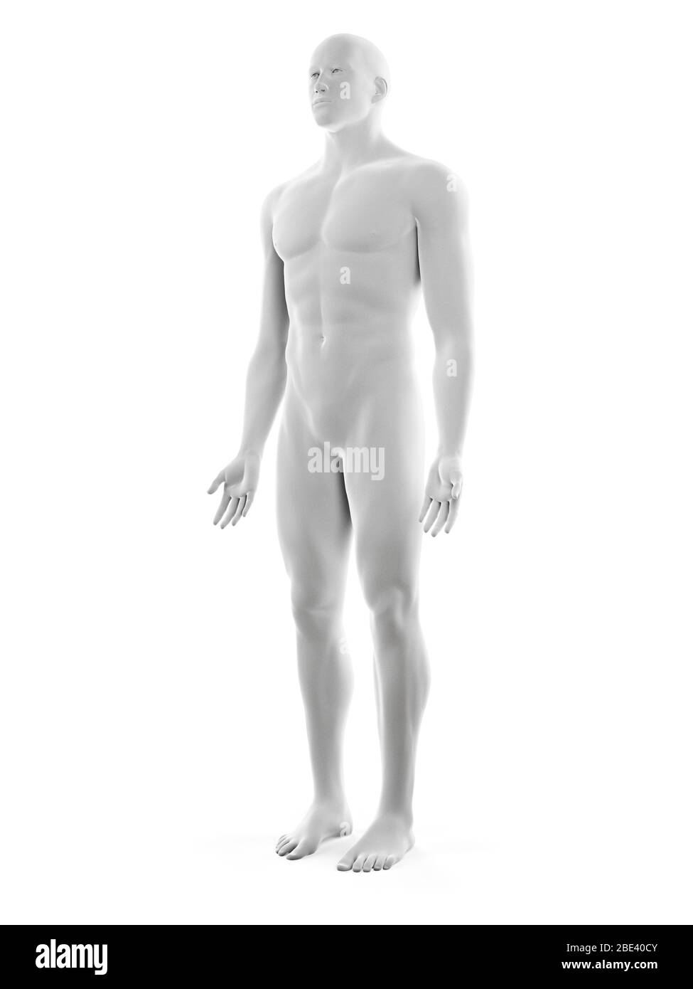 Corpo maschio, illustrazione. Foto Stock