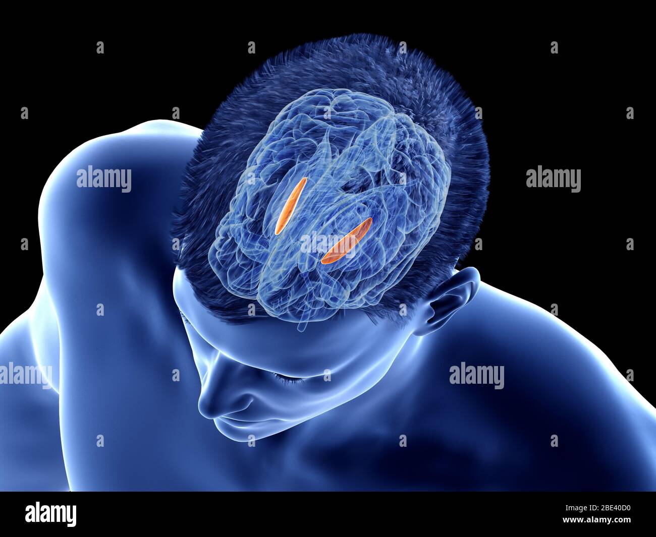 Pallido mediale del globo del cervello, illustrazione. Foto Stock