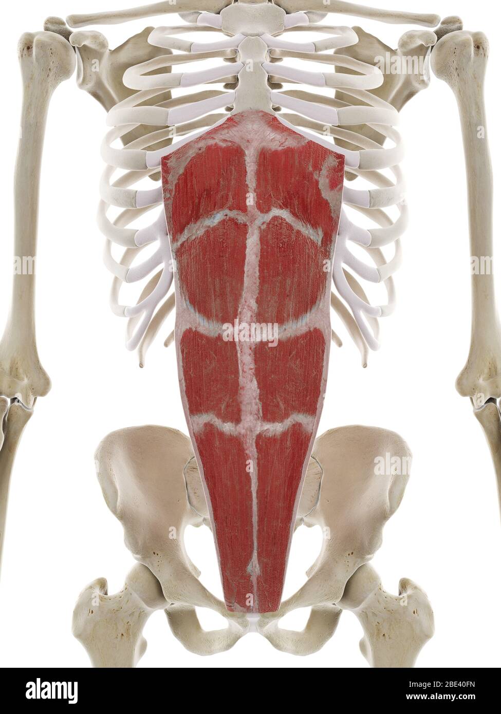 Muscolo rettus abdominis, illustrazione. Foto Stock