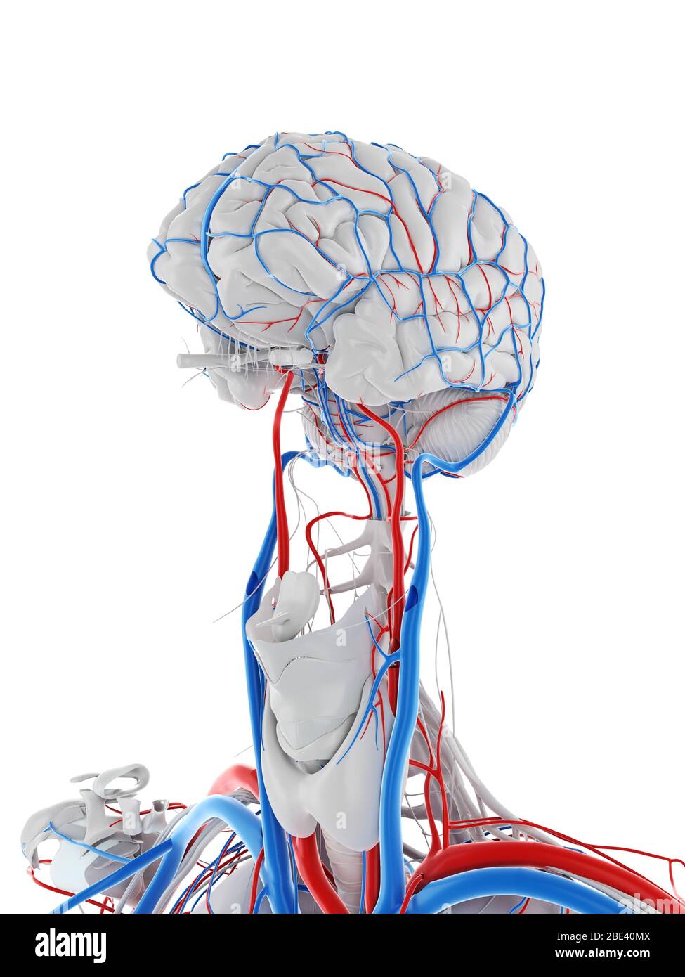 Sistema vascolare del cervello, illustrazione. Foto Stock
