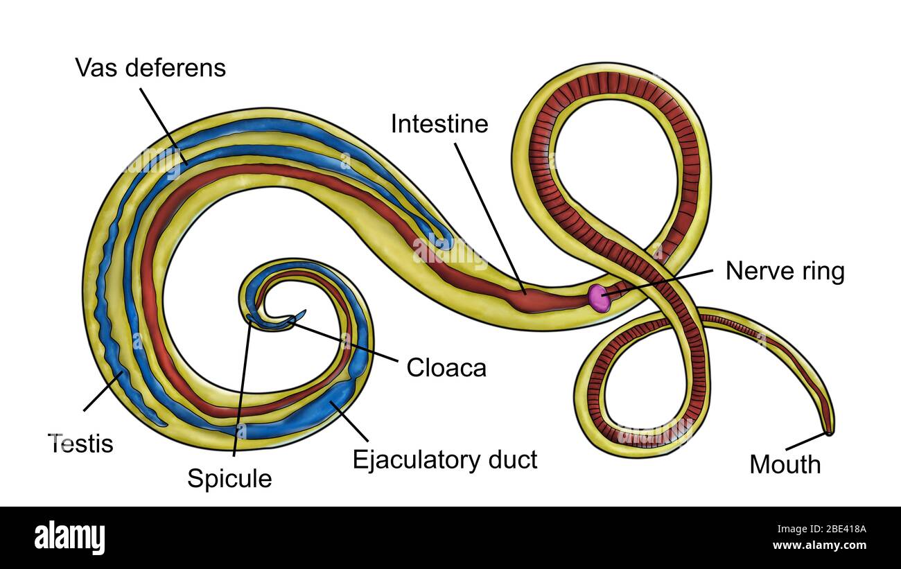 Il whipworm maschio (Trichuris trichiura), un parassita nematode degli esseri umani, illustrazione del calcolatore. La parte anteriore del verme (in alto a sinistra) è stretta e appuntita come un capello o una frusta. La parte posteriore è cinque o sei volte più larga. I vermi adulti vivono nell'intestino con l'estremità anteriore sepolta nella parete dell'intestino. I vermi possono vivere per diversi anni, di solito senza causare molti danni all'ospite. Quando l'infestazione è severa, diarrea, dissenteria ed anemia possono risultare. L'intestino del verme è rosso scuro, i testicoli, i vasi deferenti e il condotto eiaculatorio sono blu, e l'anello del nervo è viola. Foto Stock Il whipworm maschio (Trichuris trichiura), un parassita nematode degli esseri umani, illustrazione del calcolatore. La parte anteriore del verme (in alto a sinistra) è stretta e appuntita come un capello o una frusta. La parte posteriore è cinque o sei volte più larga. I vermi adulti vivono nell'intestino con l'estremità anteriore sepolta nella parete dell'intestino. I vermi possono vivere per diversi anni, di solito senza causare molti danni all'ospite. Quando l'infestazione è severa, diarrea, dissenteria ed anemia possono risultare. L'intestino del verme è rosso scuro, i testicoli, i vasi deferenti e il condotto eiaculatorio sono blu, e l'anello del nervo è viola. Foto Stock