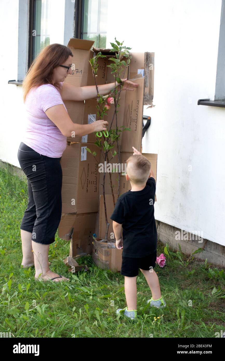 Madre e figlio che tirano fuori un albero di mele da una scatola appena consegnata di cartone. Zawady Gmina Rzeczyca Polonia Foto Stock