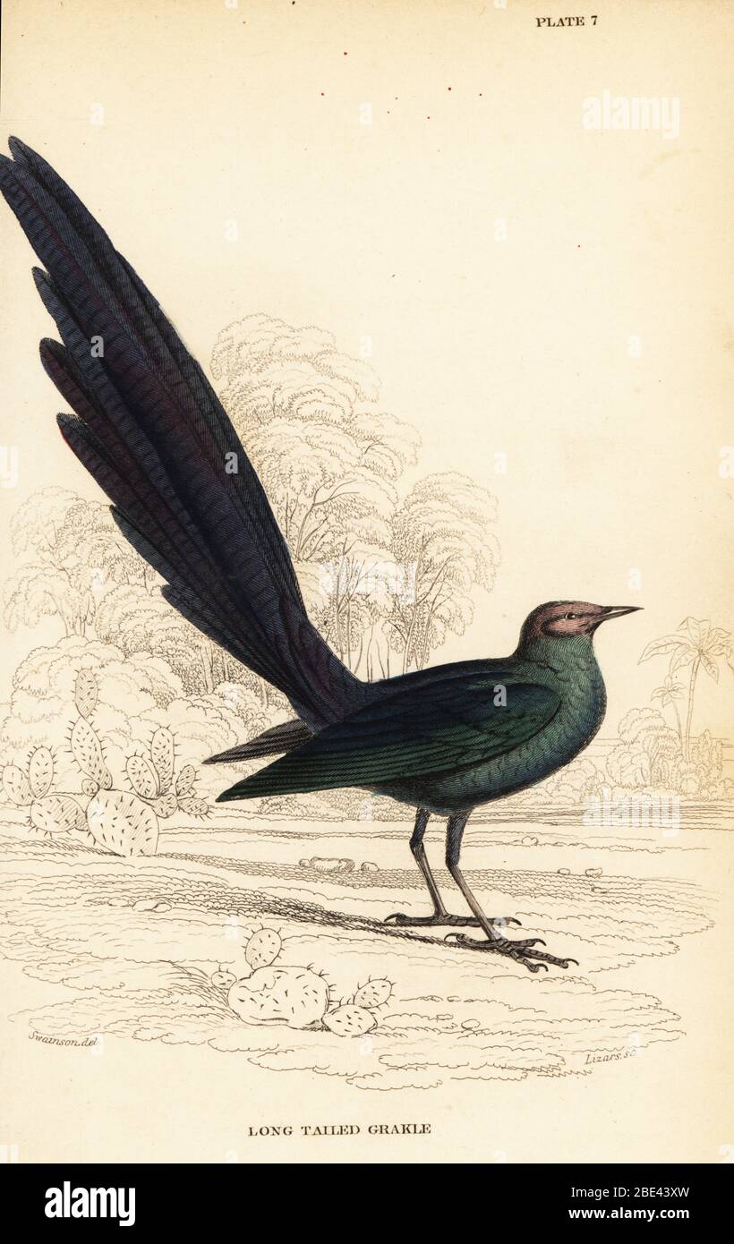 Stellato lucido a coda lunga, Lamprotornis caudatus. Grakle a coda lunga, Lamprotornis longicauda. Incisione in acciaio a mano di William Lizars dopo un'illustrazione di William John Swaison dai suoi uccelli dell'Africa occidentale nella Biblioteca Naturalista di Sir William Jardine: Ornitologia, Lizars, Edimburgo, 1837. Foto Stock