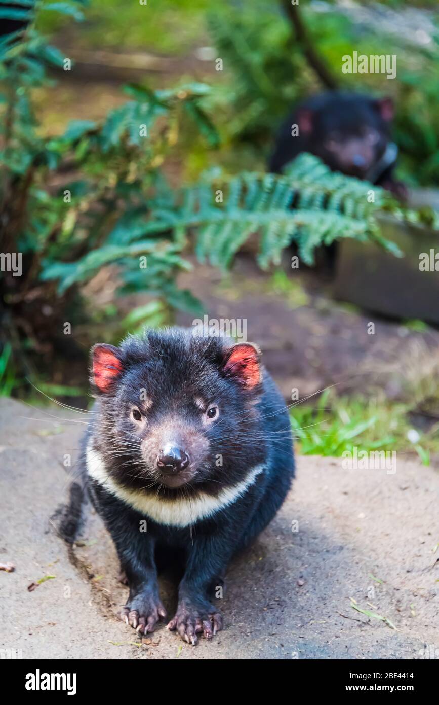 Un solo diavolo tasmano maturo che aspetta con la caccia per il tempo di mangiare in un parco di conservazione della montagna di Cradle. Foto Stock