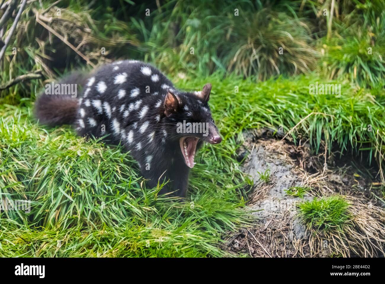 In pericolo di avvistamento del quoll orientale in un programma di conservazione presso il Tasmanian Devil Sanctuary a Cradle Mountain, Tasmania, Australia Foto Stock