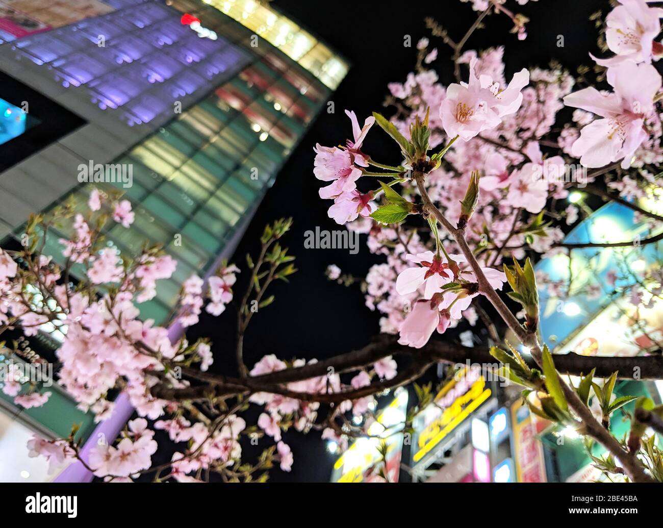 Vibrant Sakura Cherry Blossom sotto Tokyo High Rise e paesaggio urbano di notte, Giappone Foto Stock