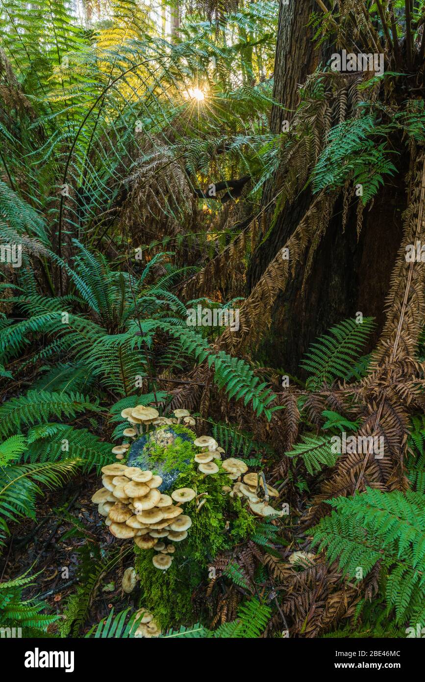 Il sole si incunea attraverso una flora di foresta temperata caratterizzata da un bel gruppo di funghi alla base di un gigante della foresta nel Peoples Park a Strahan, Tasmania. Foto Stock