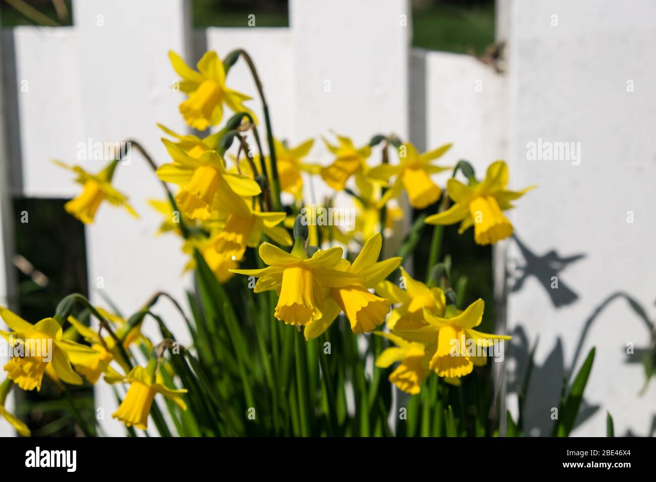 Il daffodil giallo fiorisce in primavera contro una recinzione bianca del picchetto Foto Stock