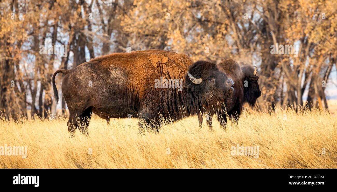 American Bison (Bison bison) in piedi in un campo in colori autunnali; Jackson, Wyoming, Stati Uniti d'America Foto Stock American Bison (Bison bison) in piedi in un campo in colori autunnali; Jackson, Wyoming, Stati Uniti d'America Foto Stock