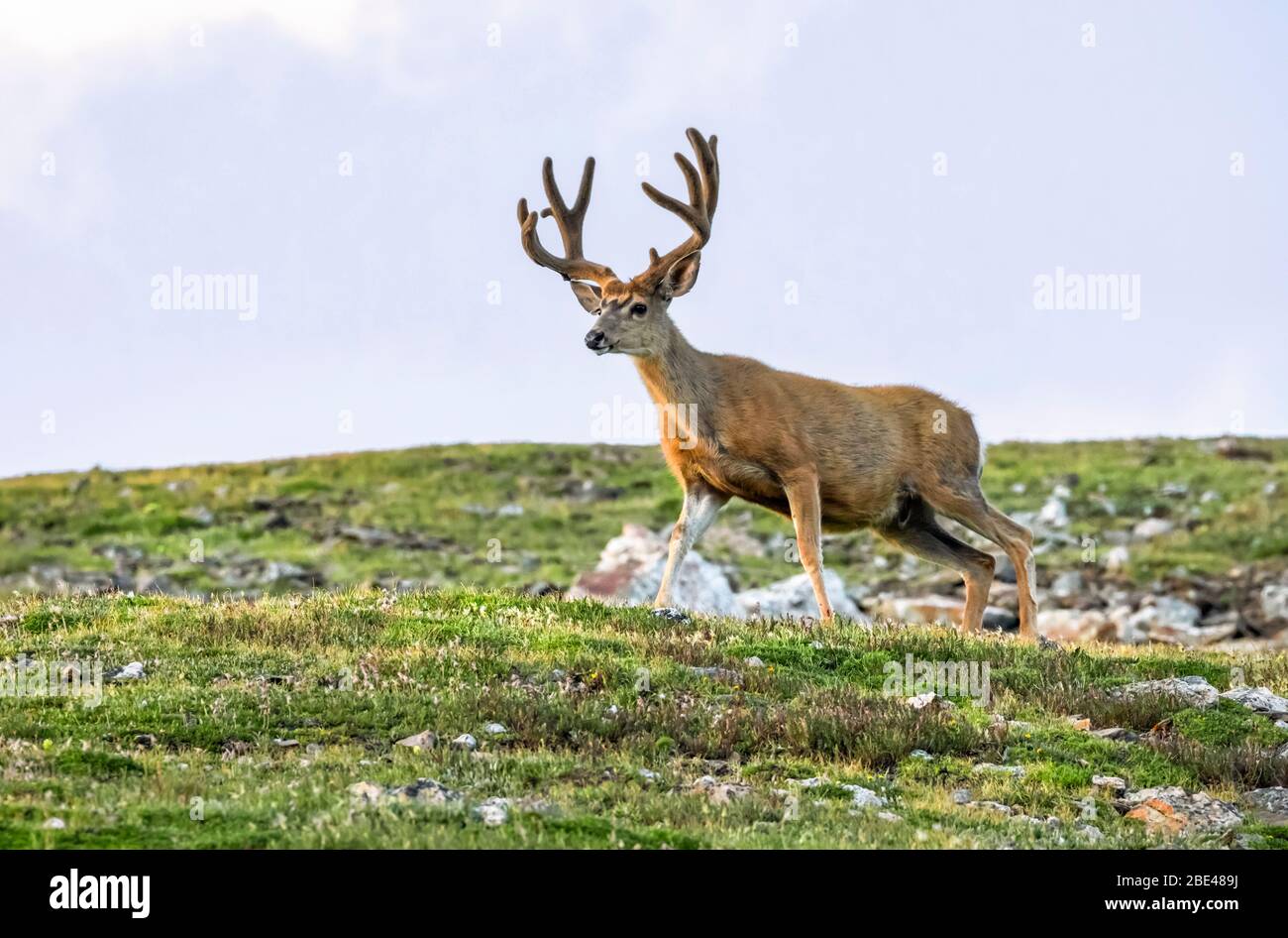 Mule cervi buck (Odocoileus hemionus) in piedi in un campo; Steamboat Springs, Colorado, Stati Uniti d'America Foto Stock