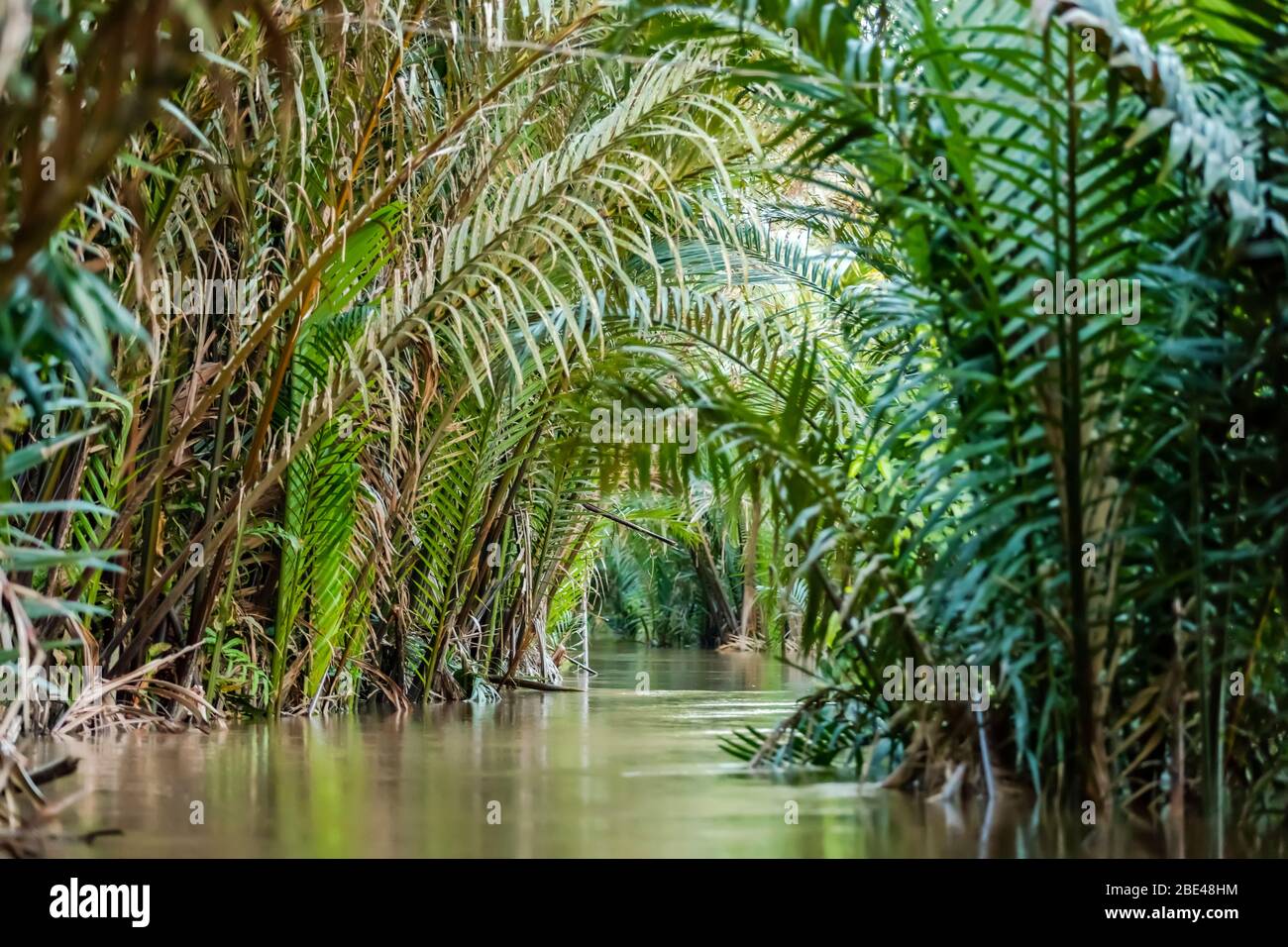 Tranquillo fiume Mekong fiancheggiato da lussureggianti fronde di palme verdi, delta del fiume Mekong; Vietnam Foto Stock