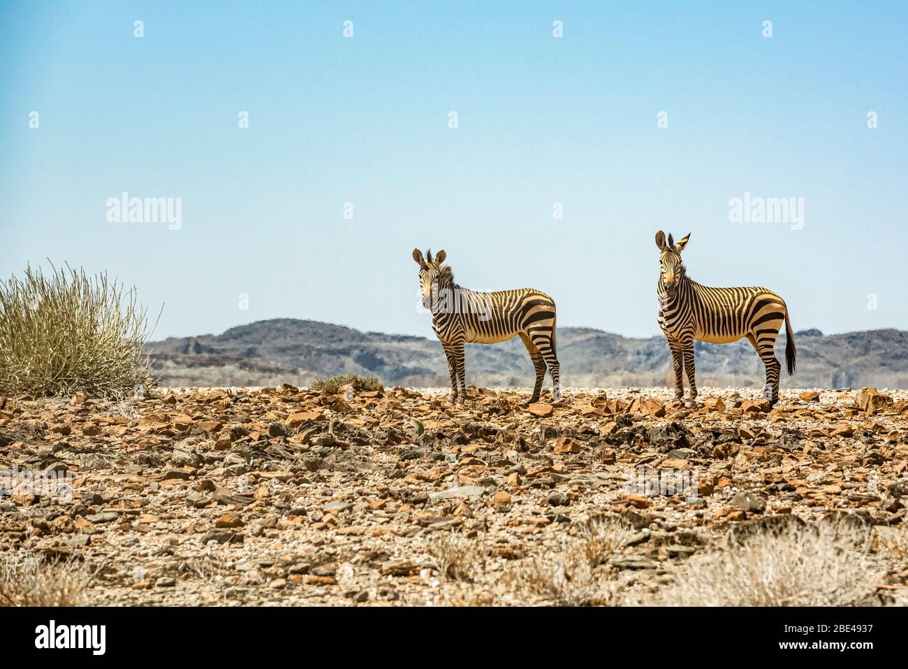 Due Zebra, montagna Brandberg, Damaraland; Regione Kunene, Namibia Foto Stock