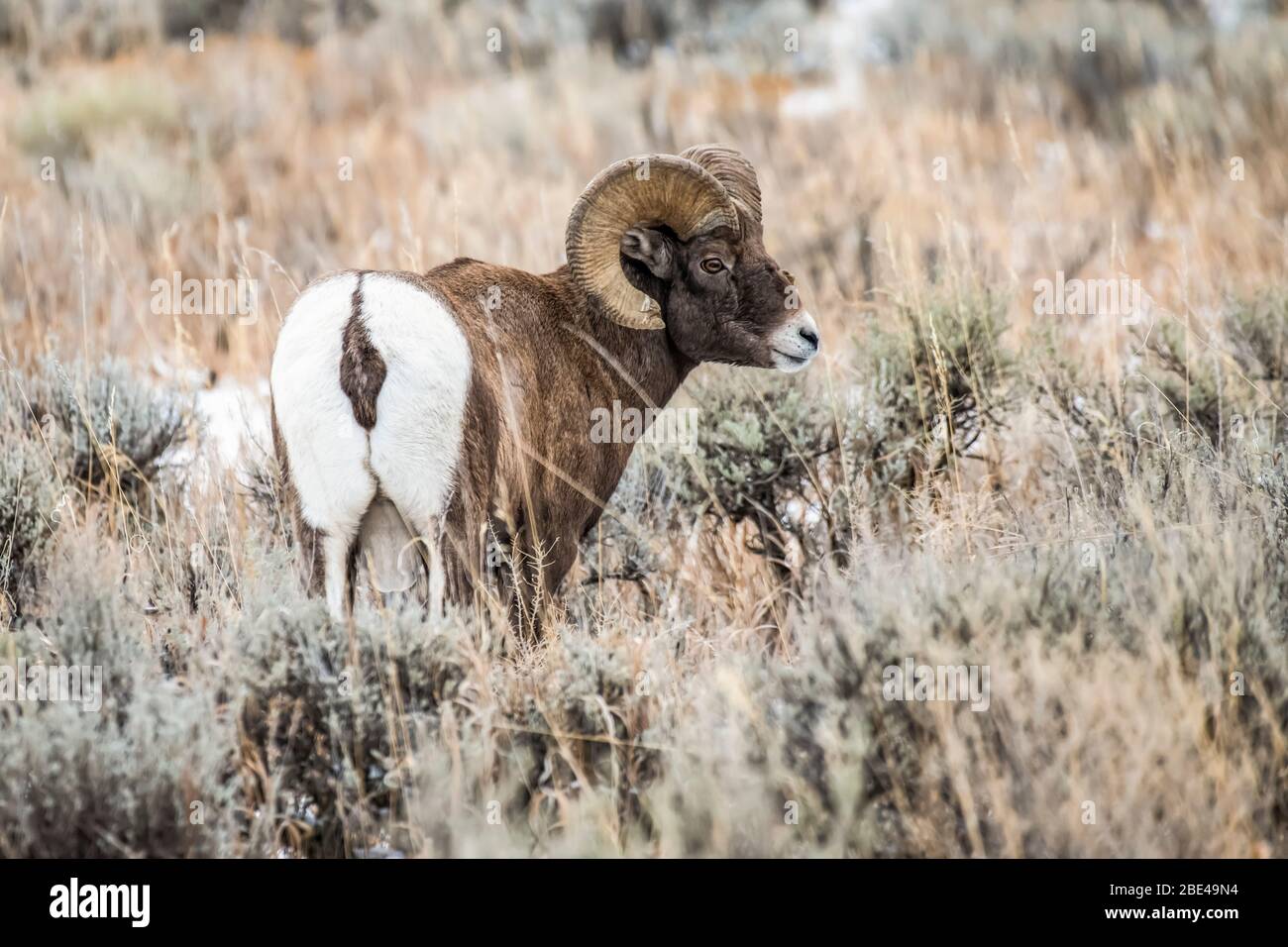 L'ariete di pecora di Bighorn (Ovis canadensis) si affaccia indietro sulla spalla mentre si trova in un prato di Sagebrush nella forcella Nord del fiume Shoshone valle... Foto Stock