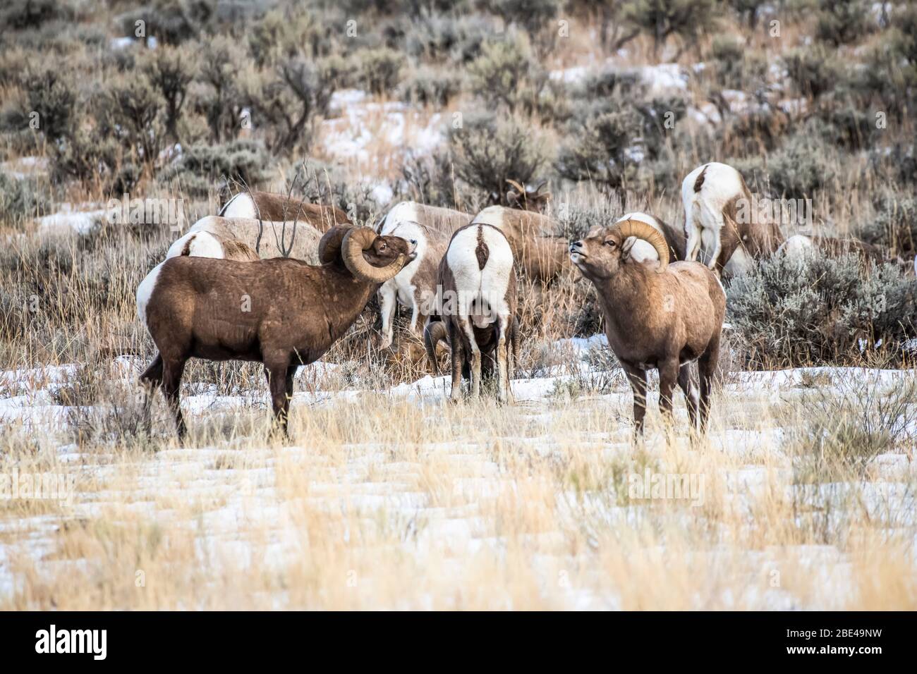 Tre arieti di pecora di Bighorn (Ovis canadensis) faccia fuori di fronte a un gruppo di pecore durante il solco nella forcella Nord della valle del fiume Shoshone vicino ... Foto Stock
