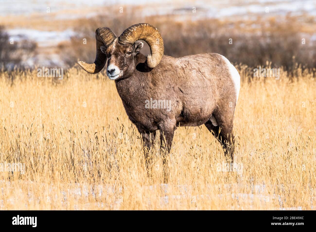 Montone di pecora di Bighorn (Ovis canadensis) con corna massicce si trova in un prato erboso durante il Rut vicino al parco nazionale di Yellowstone Foto Stock