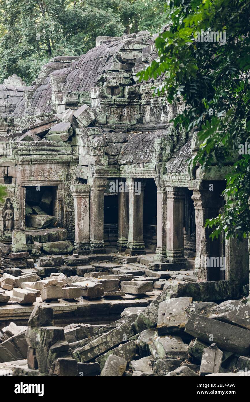 Tempio di TA Prohm nel complesso di Angkor Wat; Siem Reap, Siem Reap, Cambogia Foto Stock