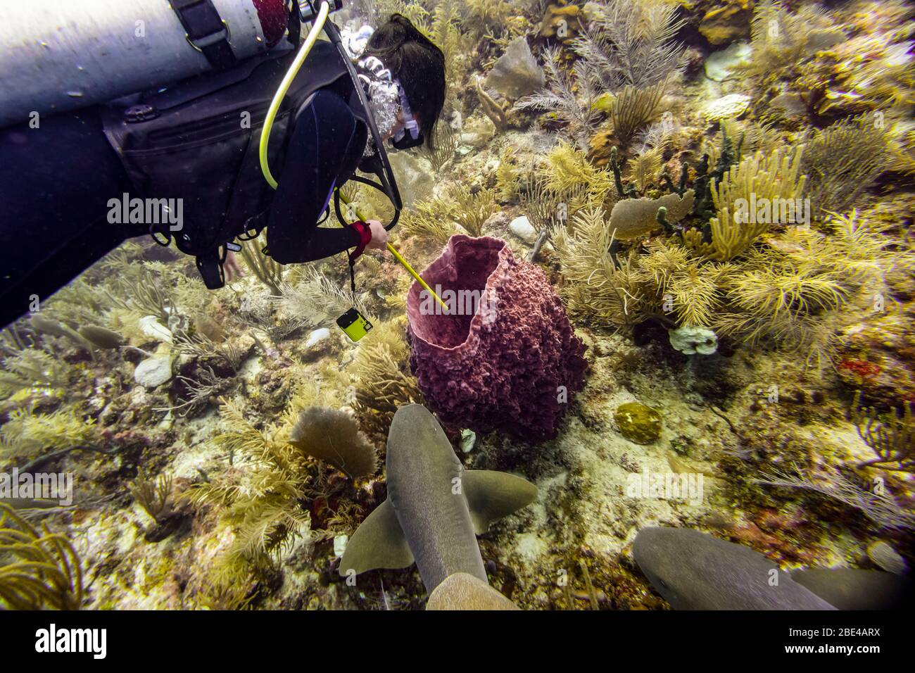 Immersioni con gli squali nutrice (Ginglymostoma cirratum) a Silk Caye, Penisola di Placencia; Belize Foto Stock