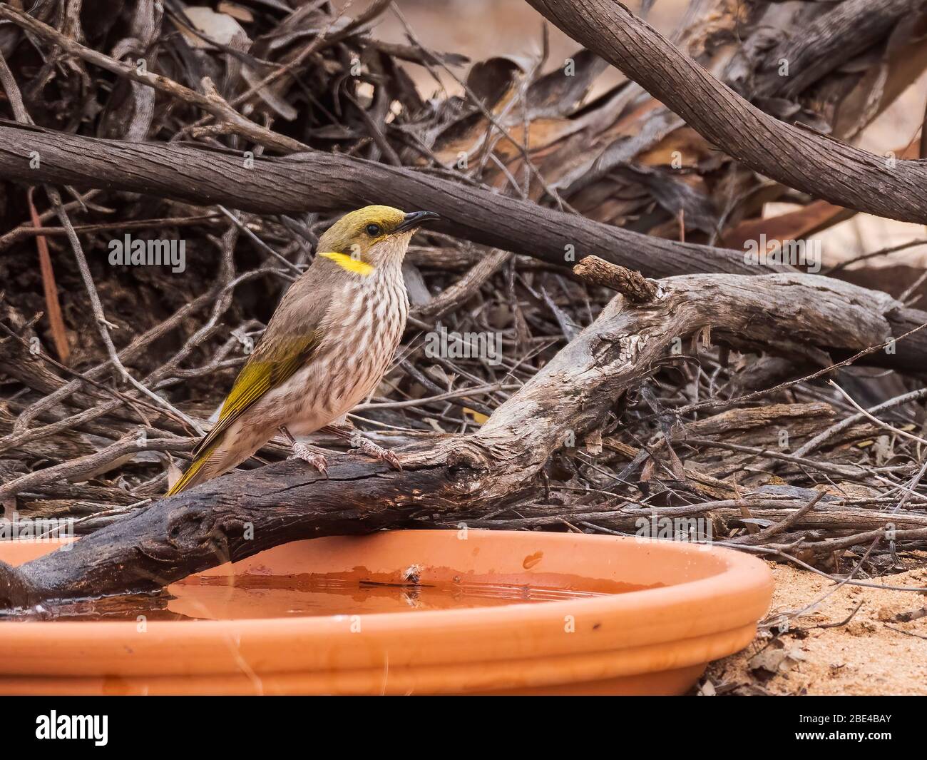 Il giallo-plumed Honeyeater (Lichenostomus ornatus) è un uccello di medie dimensioni con un becco nero relativamente lungo e curvo. Foto Stock