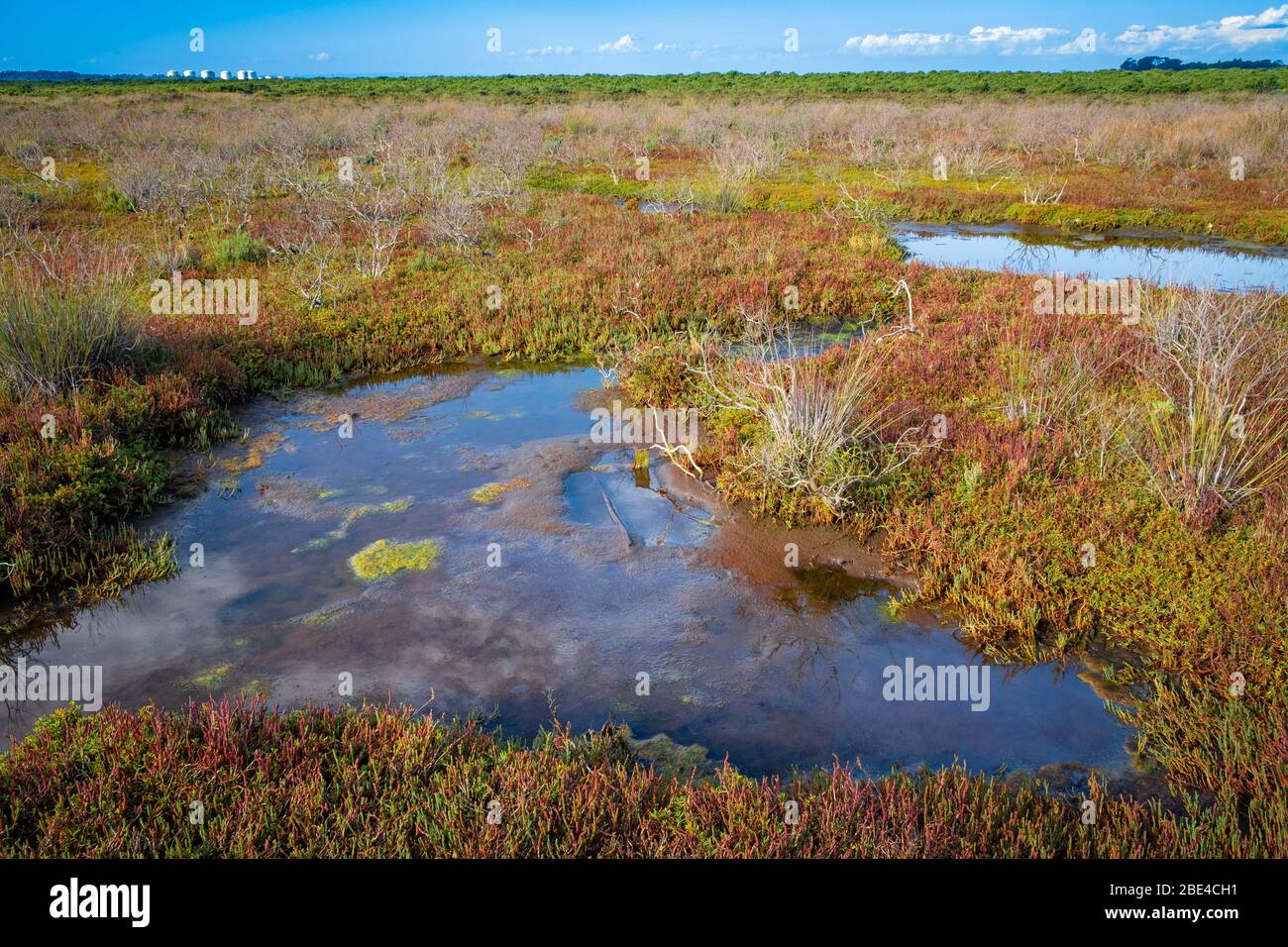 Paesaggio delle zone umide costiere australiane Foto Stock