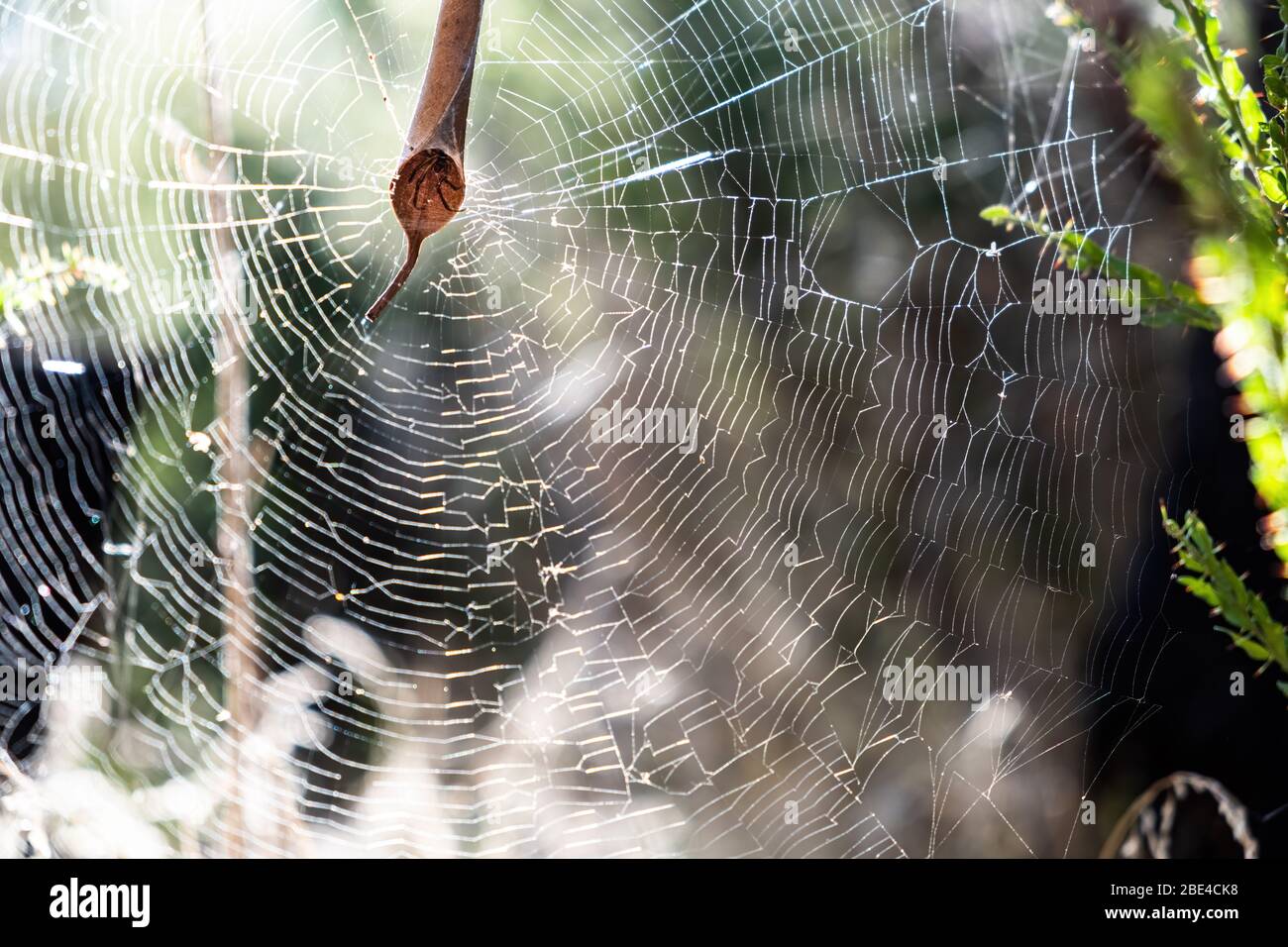 Ragno arricciante foglia che sbirciava dalla sua casa nel mezzo di una grande rete contro sfondo sfocato Foto Stock