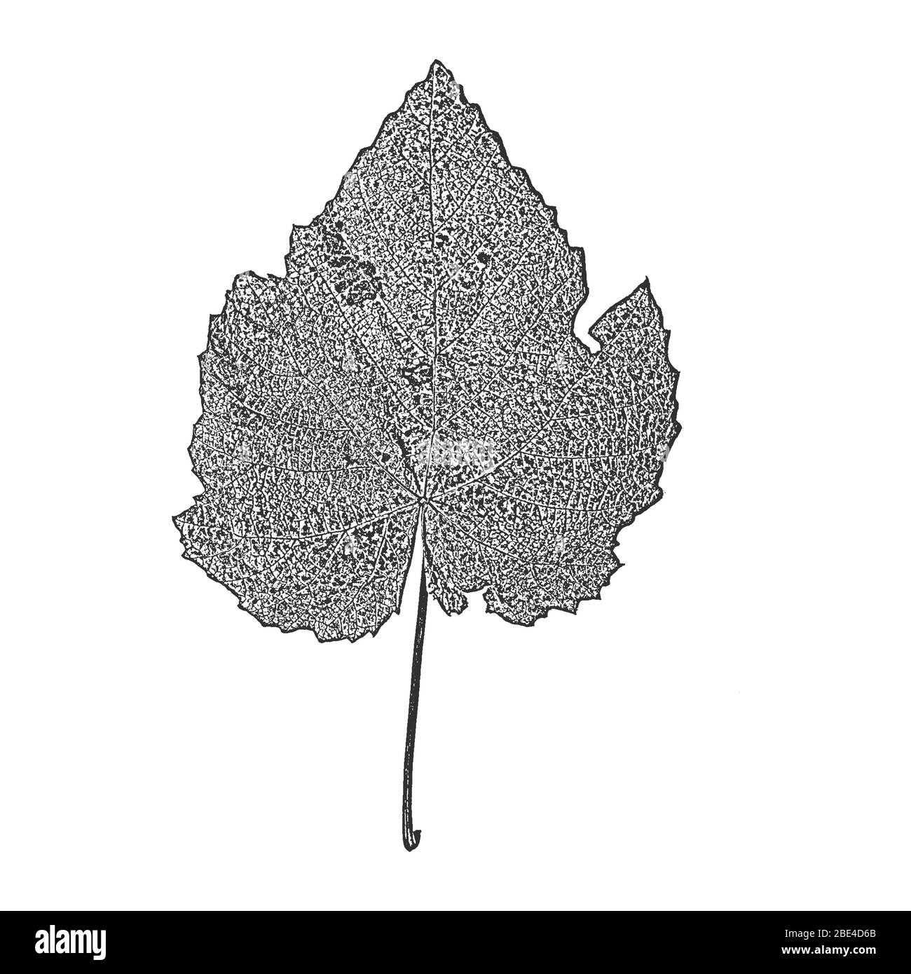Foglie di albero di distress, texture del foglio illustrativo. Sfondo nero e bianco grunge. EPS8. Illustrazione del vettore. Illustrazione Vettoriale