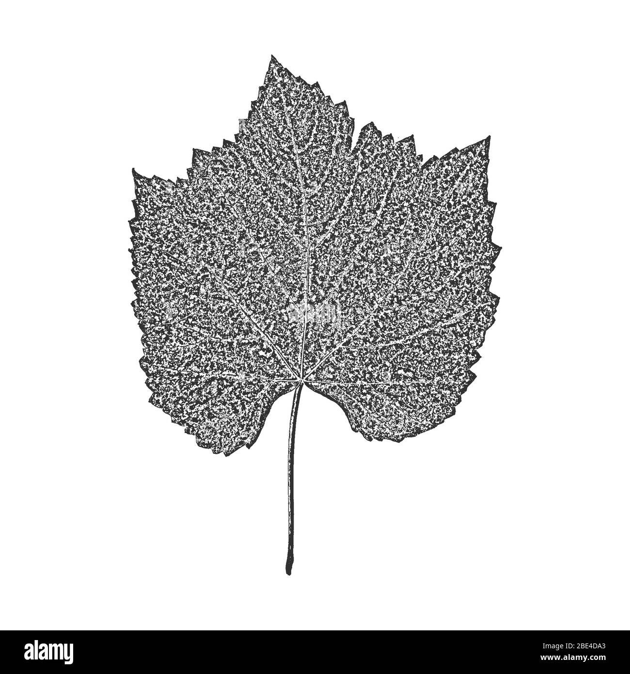 Foglie di albero di distress, texture del foglio illustrativo. Sfondo nero e bianco grunge. EPS8. Illustrazione del vettore. Illustrazione Vettoriale