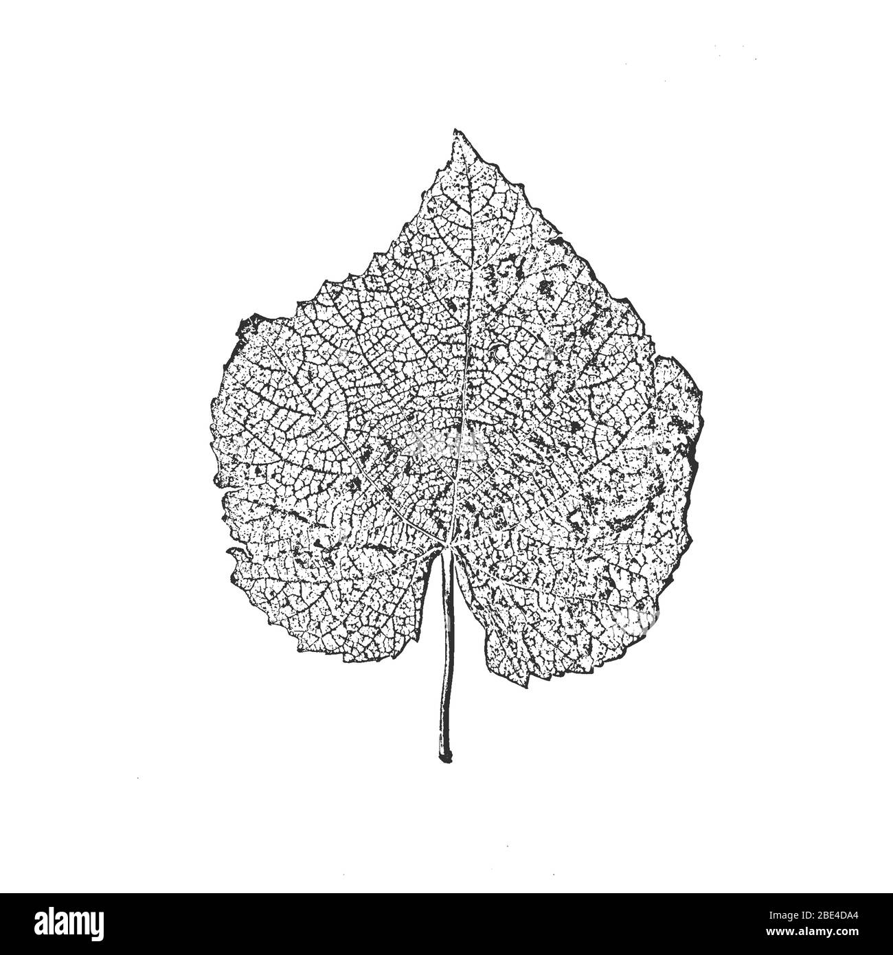 Foglie di albero di distress, texture del foglio illustrativo. Sfondo nero e bianco grunge. EPS8. Illustrazione del vettore. Illustrazione Vettoriale