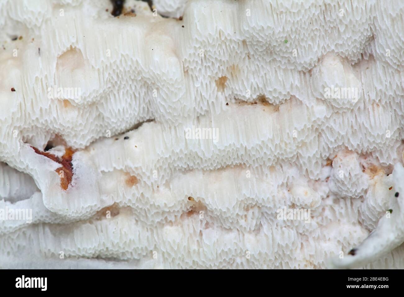 Physisporinus vitreus, un polipore di decadimento del legno dalla Finlandia senza nome comune inglese Foto Stock
