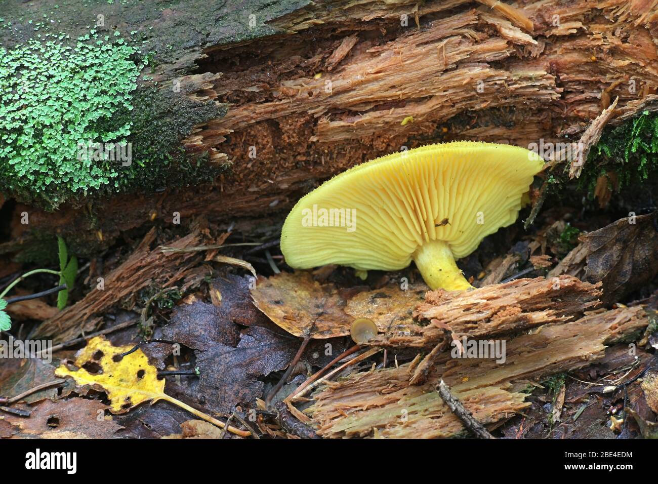 Tricholomopsis decora, comunemente noto come prugne e Custard, funghi selvatici dalla Finlandia Foto Stock