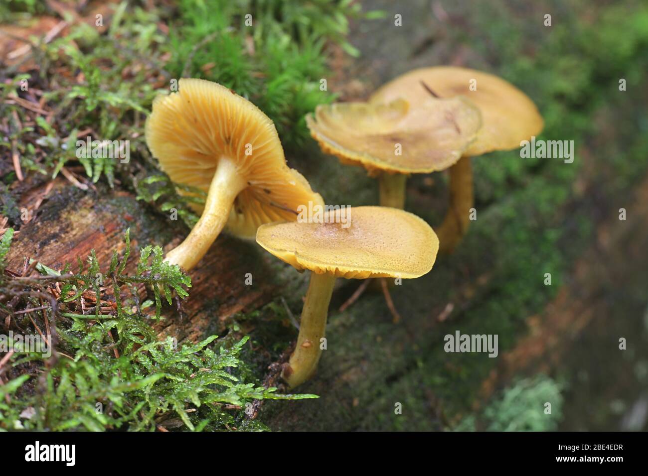 Tricholomopsis decora, conosciuto come prugne e Custard, funghi selvatici dalla Finlandia Foto Stock
