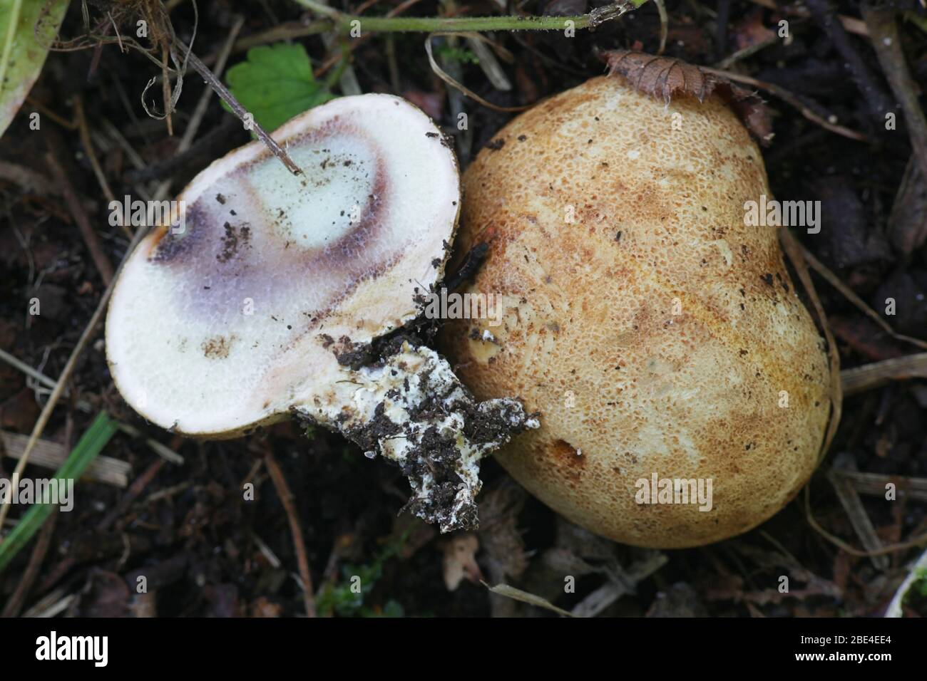 Sclerodermia citrinum, conosciuto come il lotone comune, puffball veleno della pelle di maiale o palla di terra comune, fungo selvatico dalla Finlandia Foto Stock