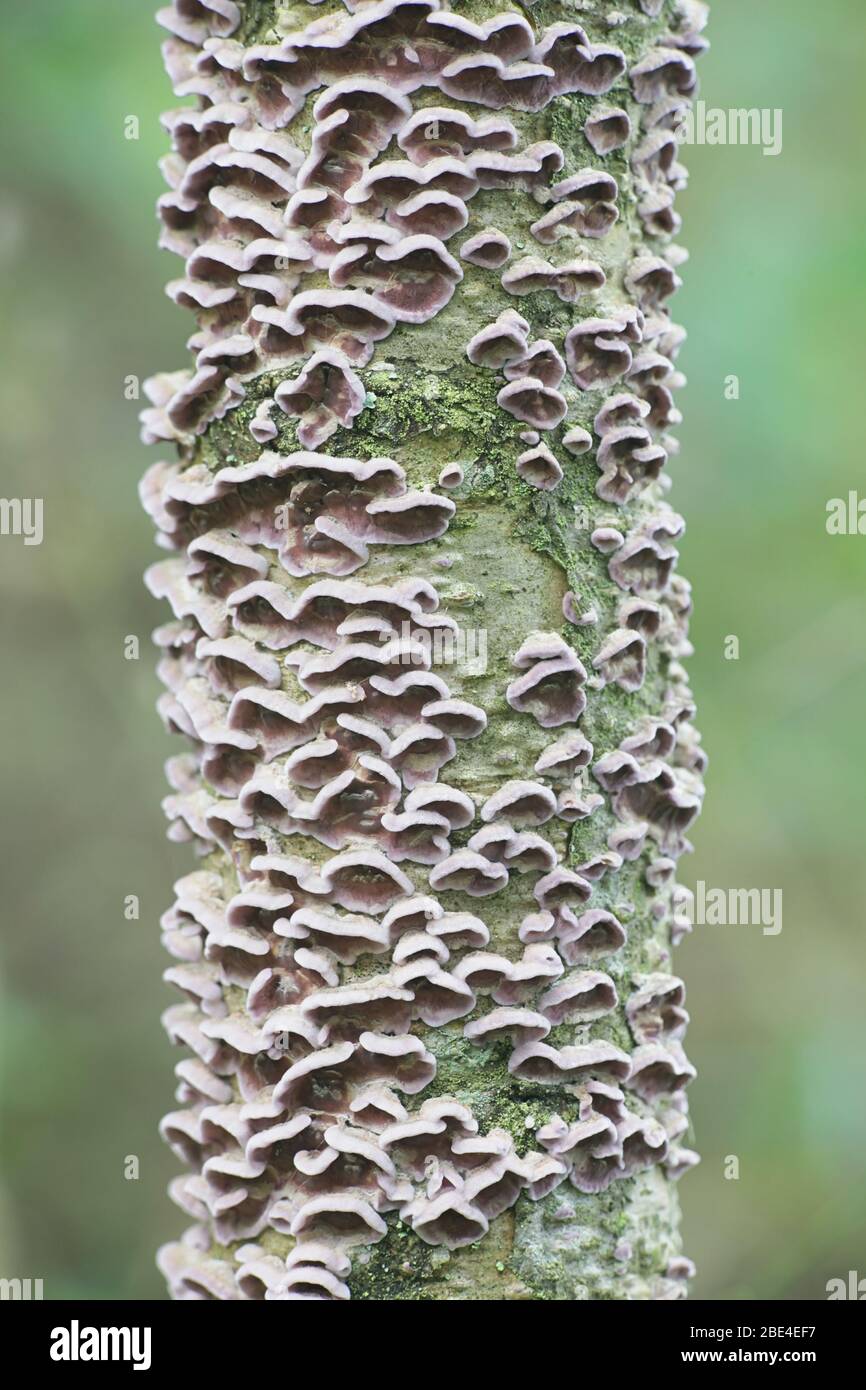 Chondrostereum purpureum, comunemente noto come il fungo di silverleaf, usato come agente di controllo biologico per la germogliazione dei monospaci Foto Stock